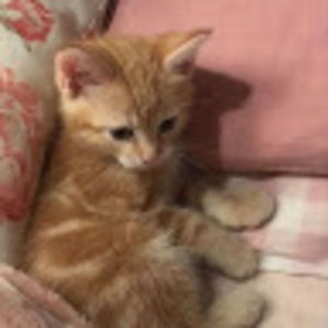 Meet your Posher, Maya